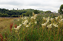 Filipendula_ulmaria_LP0376_54_Runnymede