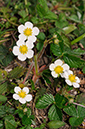 Fragaria_vesca_LP0307_64_Shere_Woodlands