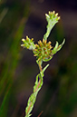 Filago_vulgaris_LP0321_19_Esher_Common