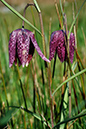 Fritillaria_meleagris_LP0239_01_Coldharbour