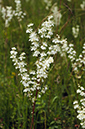 Filipendula_vulgaris_LP0458_03_Chipstead