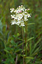 Filipendula_vulgaris_LP0681_54_Riddlesdown