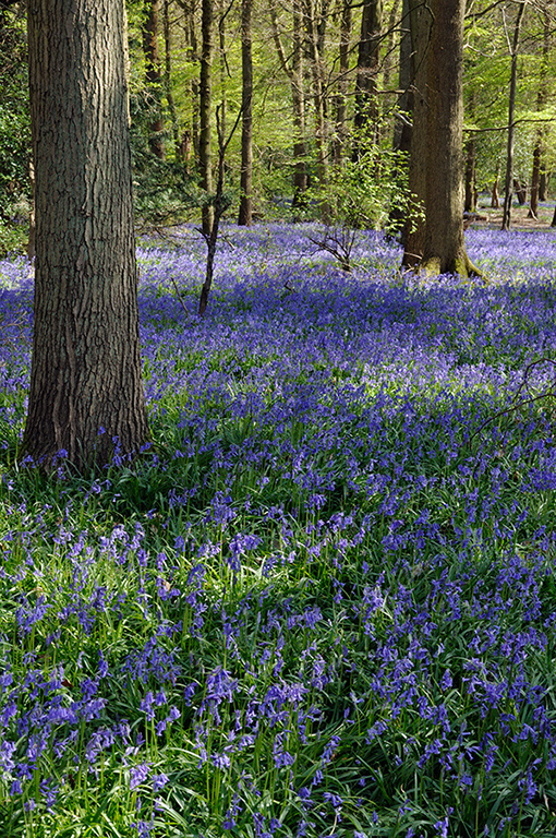 Hyacinthoides_non-scriptus_LP0308_36_Staffhurst_Wood