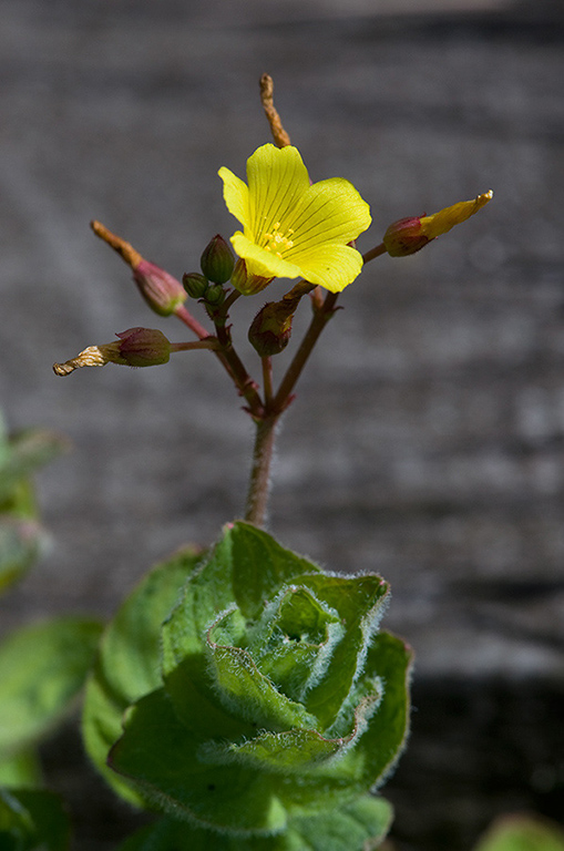 Hypericum_elodes_LP0216_26_Thursley