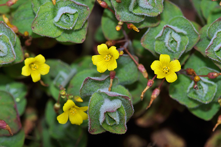 Hypericum_elodes_LP0413_48_Elstead_Common