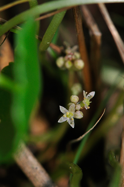 Hydrocotyle_vulgaris_LP0232_38_Horsell_Common