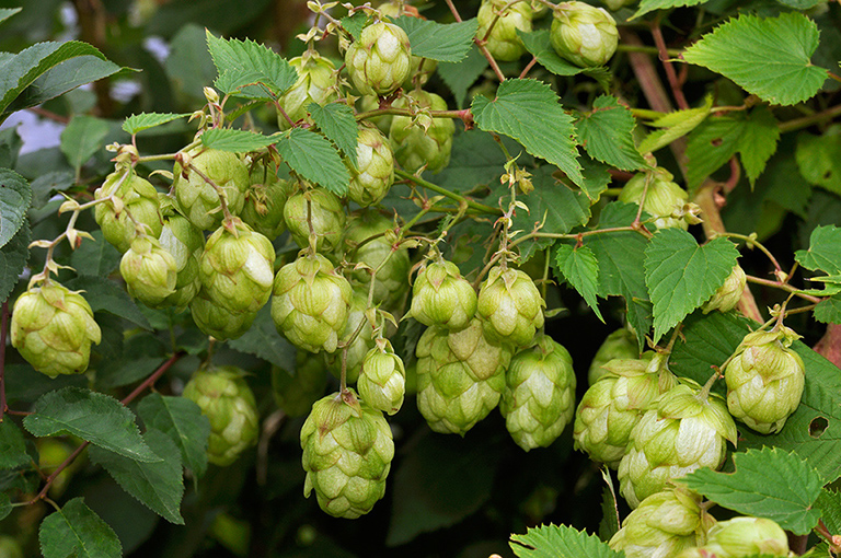 Humulus_lupulus_LP0293_115_Hampton_Court