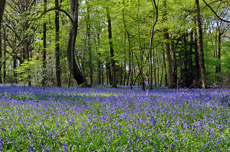 Hyacinthoides_non-scriptus_LP0439_32_Staffhurst