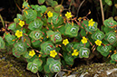 Hypericum_elodes_LP0413_33_Elstead_Common