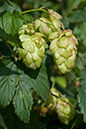 Humulus_lupulus_LP0029_32_Send