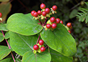 Hypericum_androsaemum_LP0379_32_Brookwood_Cemetery