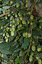 Humulus_lupulus_LP0185_62_Shalford