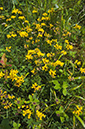 Hippocrepis_comosa_LP0405_05_Chaldon