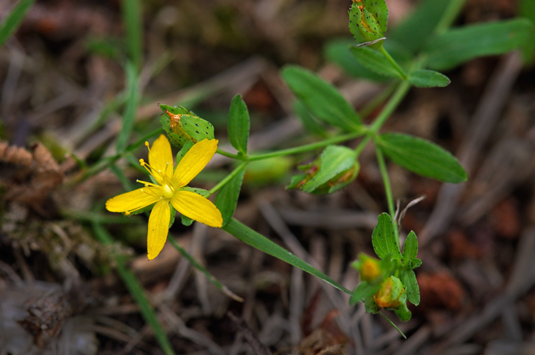 Hypericum_humifusum_LP0379_36_Brookwood_Cemetery