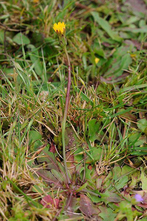 Hypochaeris_glabra_LP0313_038_Papercourt_Marshes