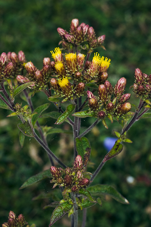 Inula_conyzae_LP0068_58_Headley_Heath