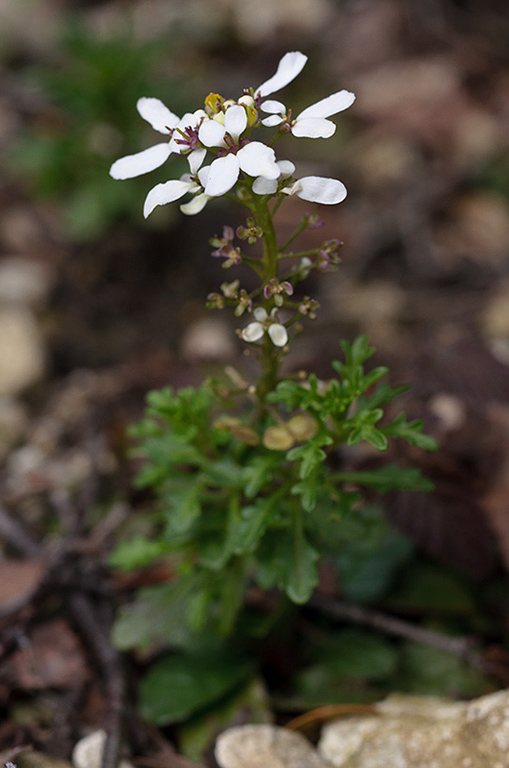 Iberis_amara_LP0505_06_Mickleham