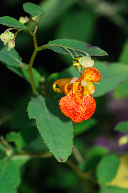 Impatiens_capensis_LP0326_120_Hampton_Court