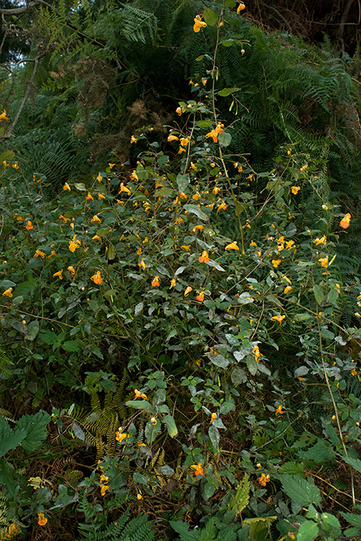 Impatiens_capensis_LP0184_33_Shalford