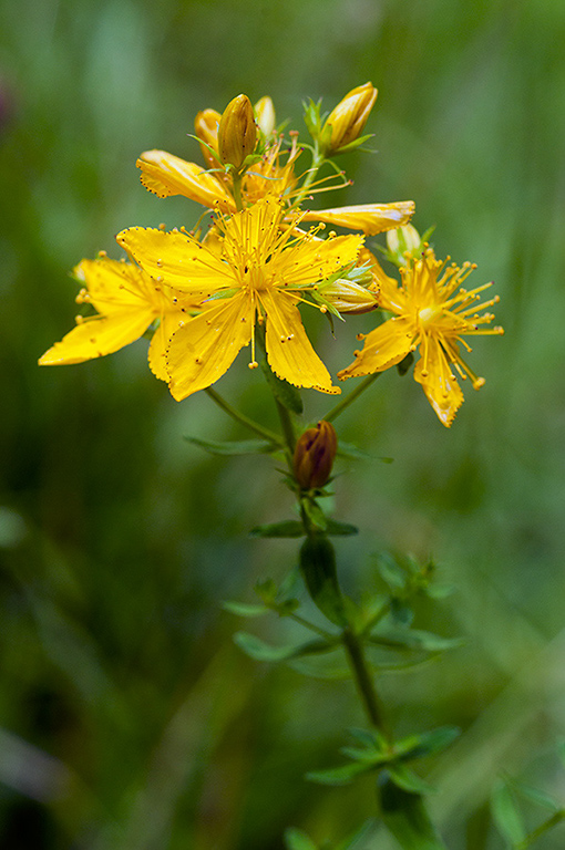 Hypericum_perforatum_LP0632_11_Frylands_Wood