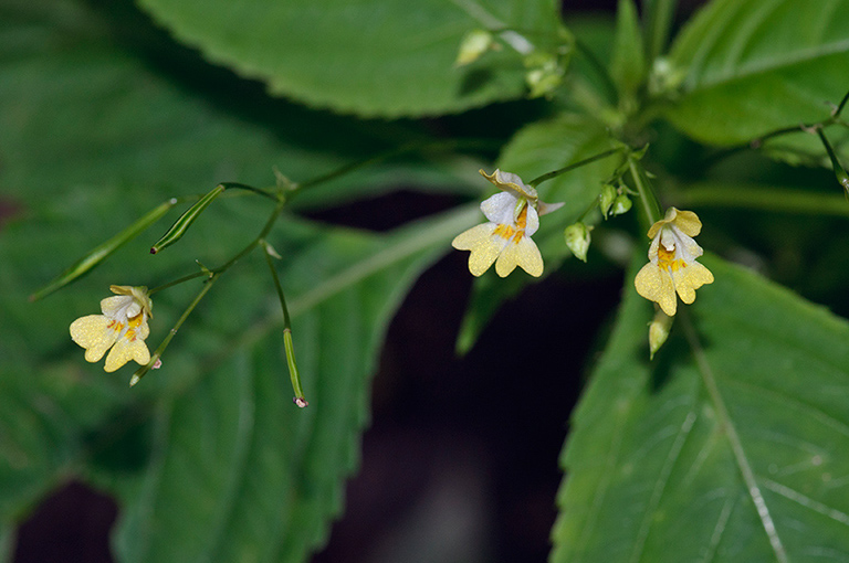 Impatiens_parviflora_LP0587_08_Titsey