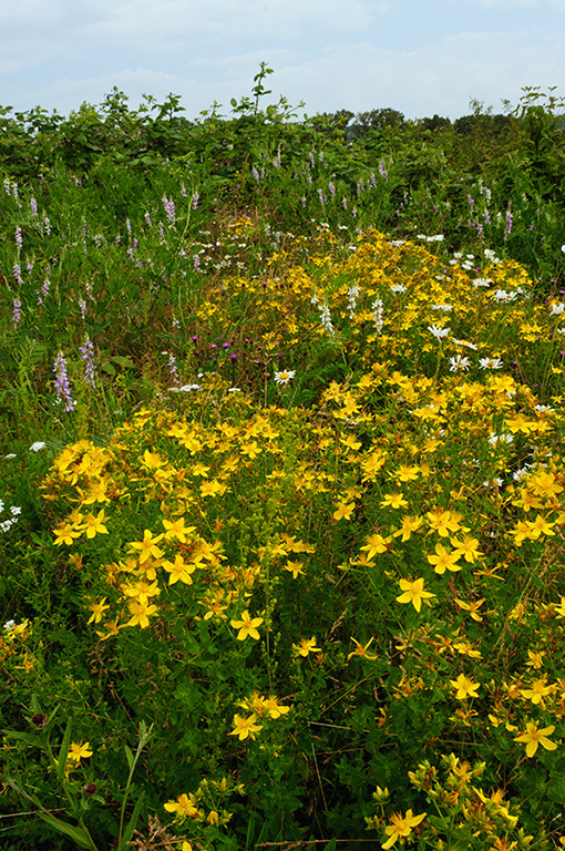 Hypericum_perforatum_LP0628_51_Nutfield_Marsh