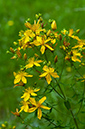 Hypericum_perforatum_LP0632_08_Frylands_Wood