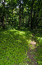 Impatiens_parviflora_LP0362_23_Runnymede