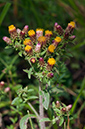 Inula_conyzae_LP0591_19_Walton_Downs