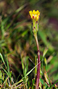 Hypochaeris_glabra_LP0313_026_Papercourt_Marshes