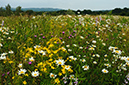 Hypericum_perforatum_LP0628_54_Nutfield_Marsh