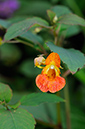 Impatiens_capensis_LP0377_05_Hampton_Court