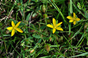 Hypericum_humifusum_LP0253_26_Leith_Hill