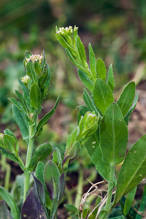 Lepidium_campestre_LP0574_16_Farleigh