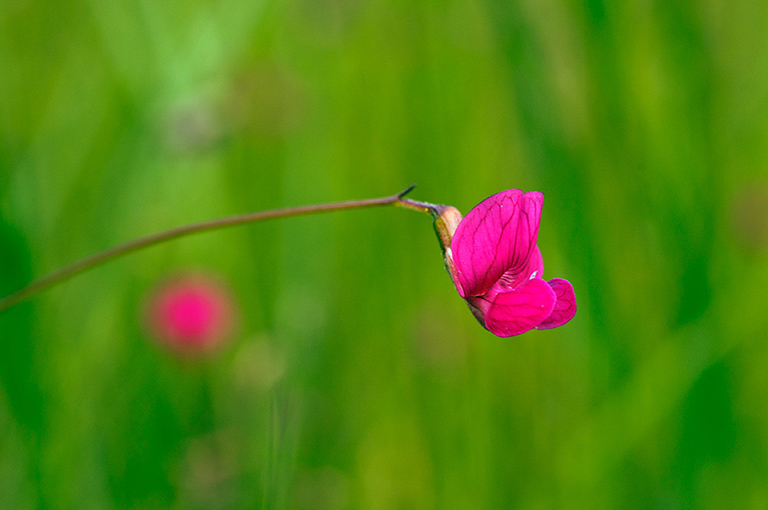 Lathyrus_nissolia_LP0458_08_Chipstead