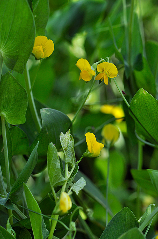 Lathyrus_aphaca_LP0247_01_Tolworth