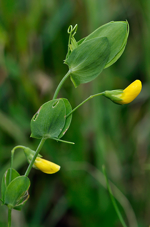 Lathyrus_aphaca_LP0234_22_Ham