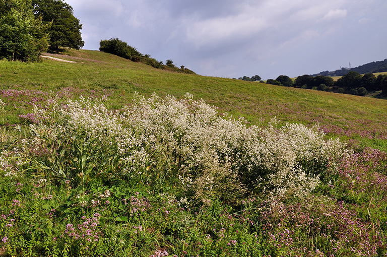 Lepidium_latifolium_LP0285_14_Woldingham