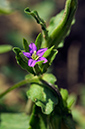 Legousia_hybrida_LP0323_95_Ranscombe_Farm