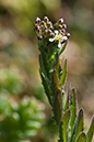 Lepidium_heterophyllum_LP0122_38_Milford