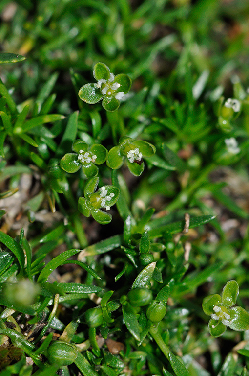 Sagina_procumbens_LP0233_57_Thursley