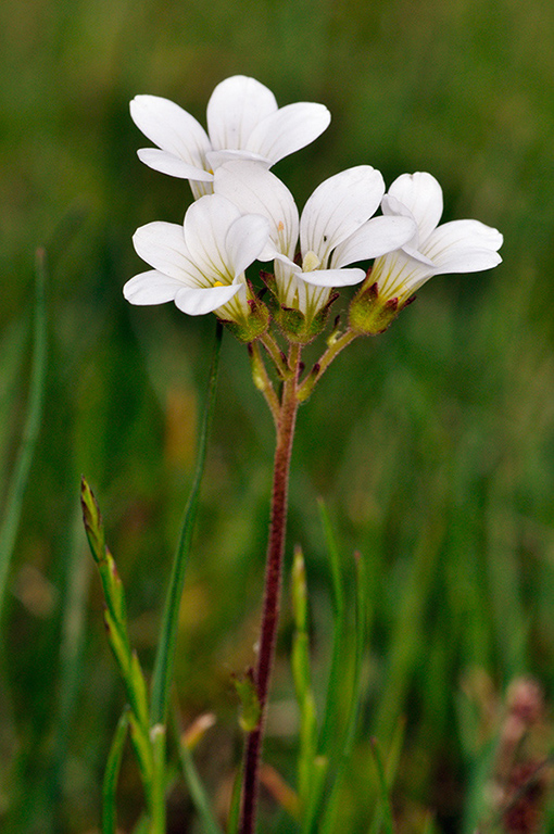 Saxifraga_granulata_LP0269_10_Sanderstead