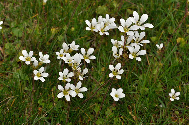 Saxifraga_granulata_LP0269_25_Sanderstead