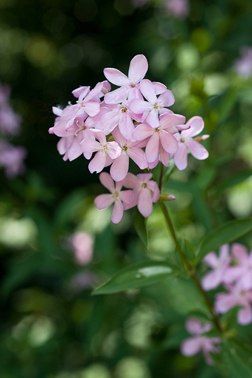 Saponaria_officinalis_LP0167_40_Mitcham_Common