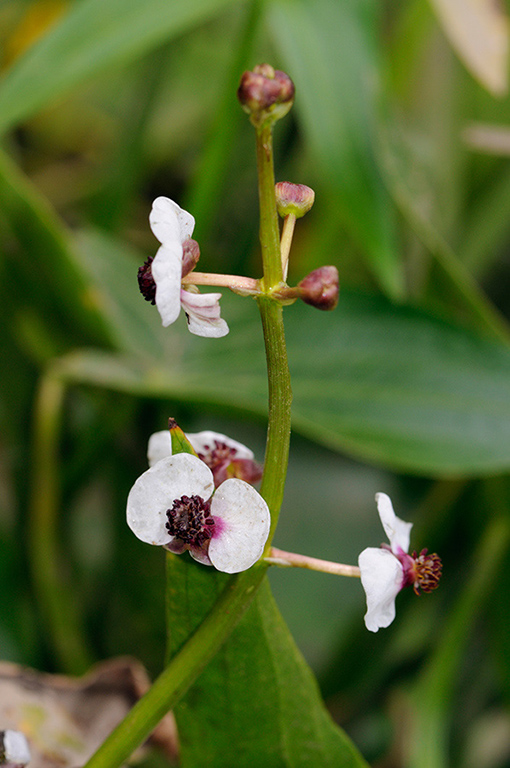 Sagittaria_sagittifolia_LP0380_50_Westhumble