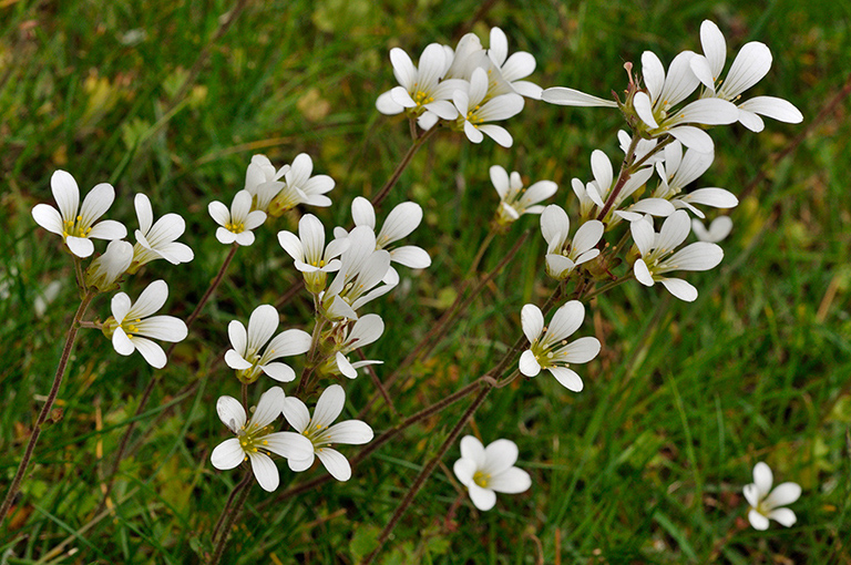 Saxifraga_granulata_LP0269_31_Sanderstead