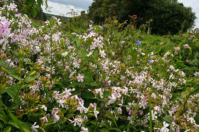 Saponaria_officinalis_LP0643_35_Walton_Downs