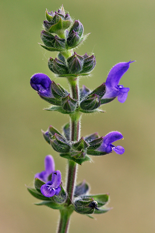 Salvia_pratensis_LP0286_15_Hampton_Court