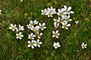 Saxifraga_granulata_LP0269_25_Sanderstead