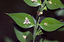 Ruscus_aculeatus_LP0561_02_Box_Hill